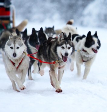 Sleddog